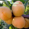 Комплект 5шт / Абрикос Янтарь Поволжья: фото и описание
