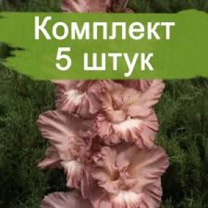 Комплект 5шт / Гладиолус Шоколадница (Предзаказ)