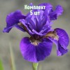 Саженцы Ириса сибирского Рафелд Вельвет (Ruffled Velvet) - 5 шт.: фото и описание