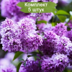 Комплект 5шт / Сеянец Сирень обыкновенная Сенсация