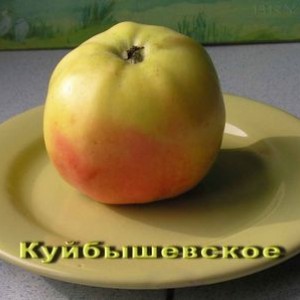 Яблоня Куйбышевское (Предзаказ)